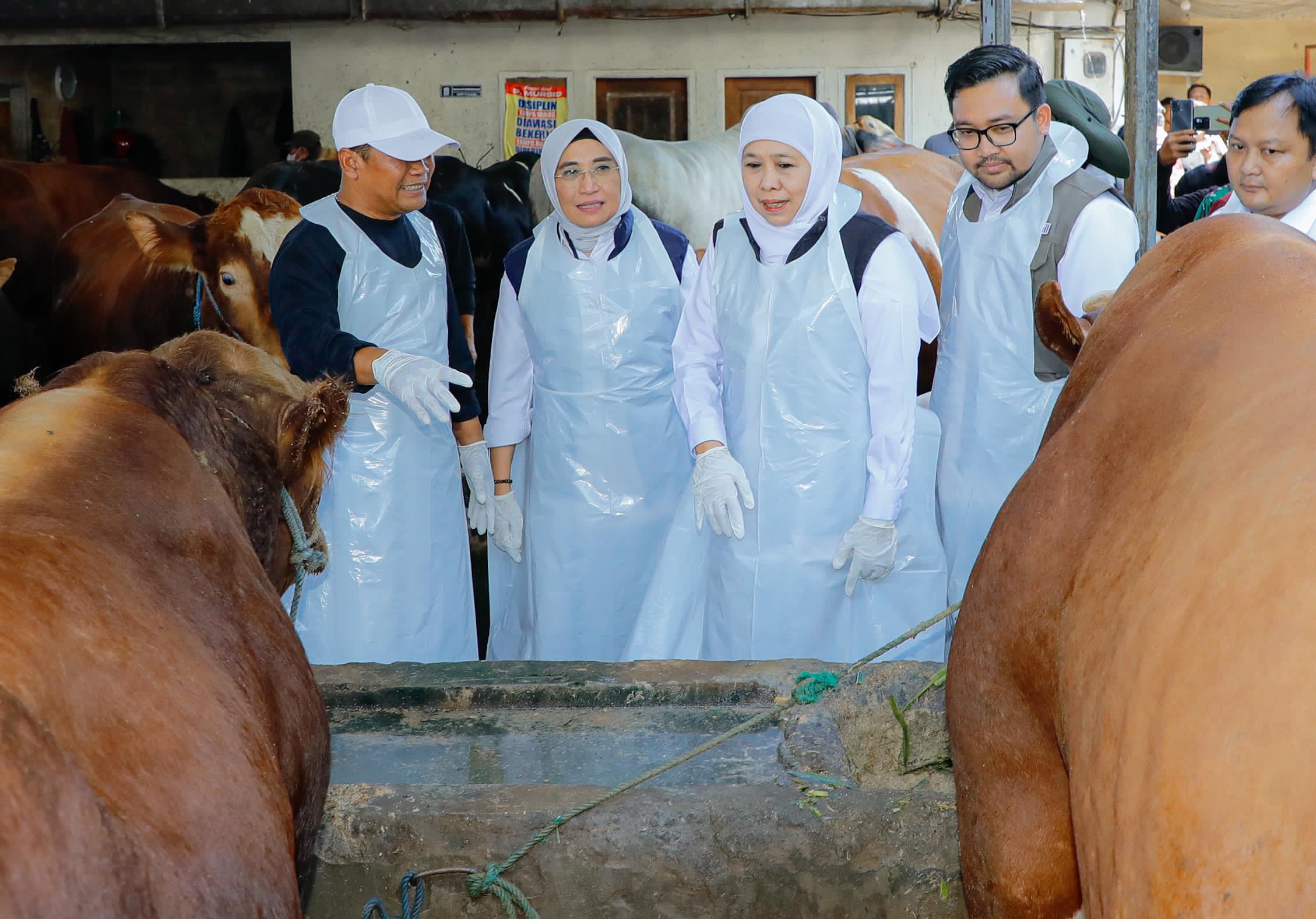 Gubernur Khofifah Pastikan Kualitas Hewan Kurban Jatim Sesuai Syariah dan Standar Kesehatan